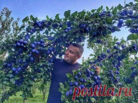Фруктовый рай! ВОТ ЭТО УРОЖАЙ ВСЕМ УРОЖАЯМ УРОЖАЙ