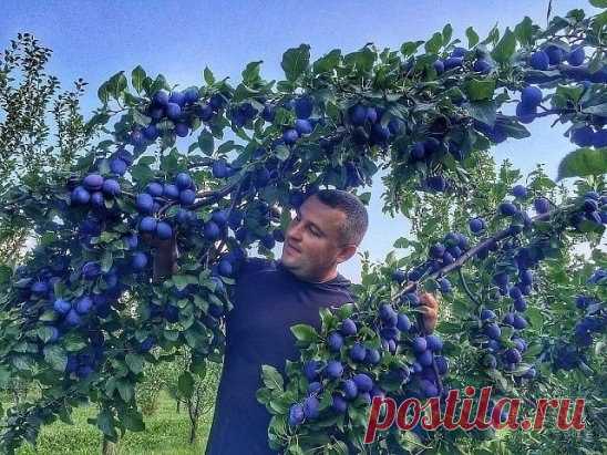 Фруктовый рай! ВОТ ЭТО УРОЖАЙ ВСЕМ УРОЖАЯМ УРОЖАЙ