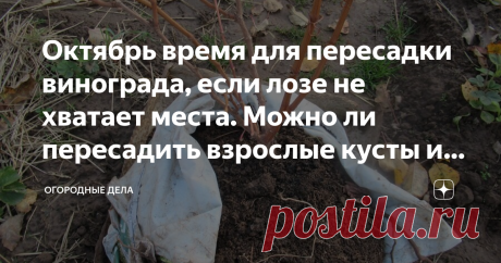 Октябрь время для пересадки винограда, если лозе не хватает места. Можно ли пересадить взрослые кусты и кого взять в соседи. виноградная лоза Фото автора
Посадили рядом несколько виноградных лоз, и оказалось, что не рассчитали место для каждой лозы. Две виноградных лозы оказались зажатыми между другими, заметно отстали в росте, им мешали соседние кусты, которые оказались мощнее.
Прочитали, что пересадку виноград переносит хорошо, пересаживать можно как взрослые, так и моло...