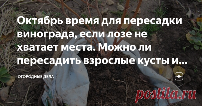 Октябрь время для пересадки винограда, если лозе не хватает места. Можно ли пересадить взрослые кусты и кого взять в соседи. виноградная лоза Фото автора
Посадили рядом несколько виноградных лоз, и оказалось, что не рассчитали место для каждой лозы. Две виноградных лозы оказались зажатыми между другими, заметно отстали в росте, им мешали соседние кусты, которые оказались мощнее.
Прочитали, что пересадку виноград переносит хорошо, пересаживать можно как взрослые, так и моло...