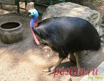 Google+
КАЗУАРЫ