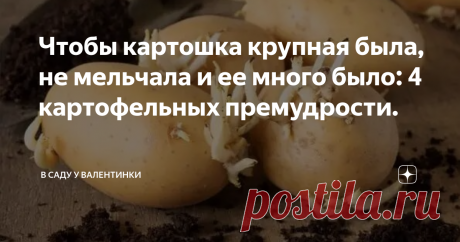 Чтобы картошка крупная была, не мельчала и ее много было: 4 картофельных премудрости. Такого не бывает? А вот бывает - и много клубней, и крупные. Не пара огромных картошин на весь куст, а глаз радуется - и много, и мелкой не сыщешь. Итого: повышаем урожайность и размер, а заодно сокращаем сроки до уборки (или не увеличиваем) простыми агроприемами.