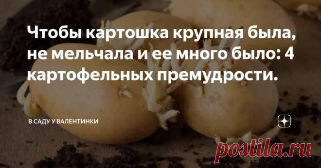 Чтобы картошка крупная была, не мельчала и ее много было: 4 картофельных премудрости. Такого не бывает? А вот бывает - и много клубней, и крупные. Не пара огромных картошин на весь куст, а глаз радуется - и много, и мелкой не сыщешь. Итого: повышаем урожайность и размер, а заодно сокращаем сроки до уборки (или не увеличиваем) простыми агроприемами.