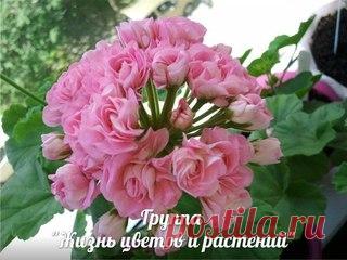 ЖИЗНЬ ЦВЕТОВ И РАСТЕНИЙ  | Комнатные и садовые | VK