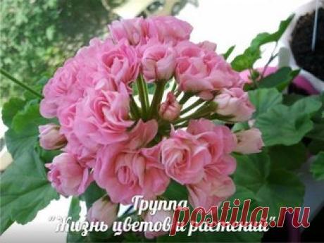 ЖИЗНЬ ЦВЕТОВ И РАСТЕНИЙ  | Комнатные и садовые | VK