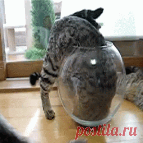 Гифки с кошками :: Кошачий фотосайт. Фото кошек, картинки с кошками