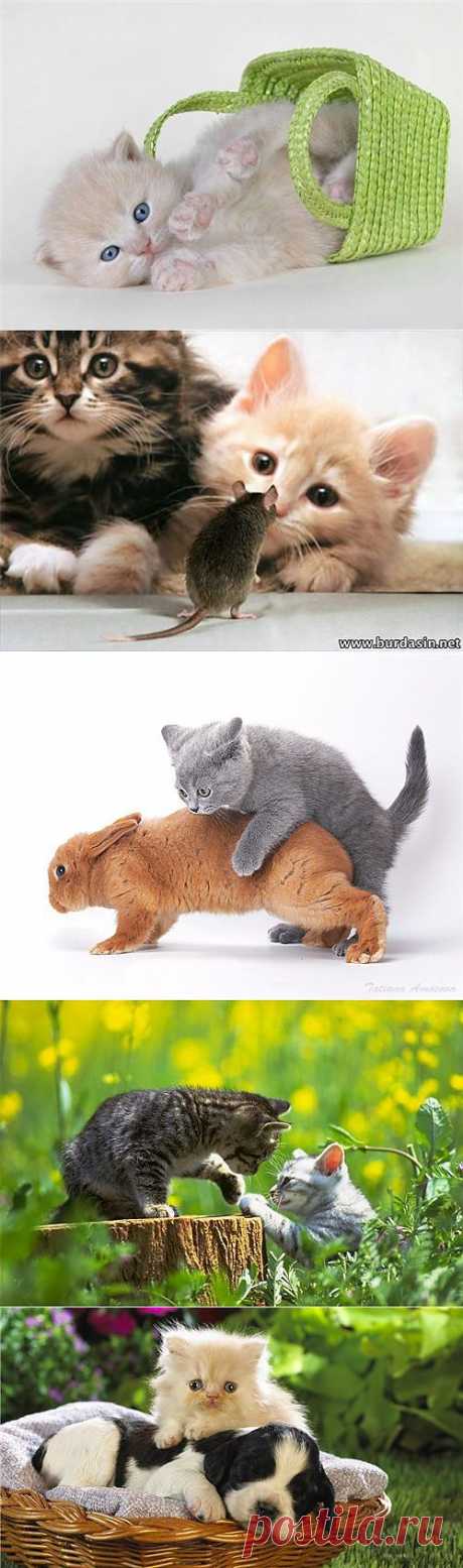 Смешные клички домашних животных | СПЛЕТНИК