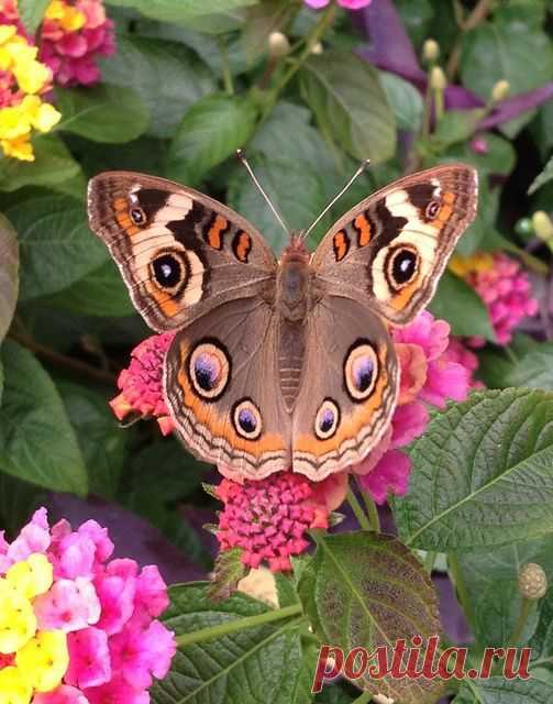 Бабочка Прецис Лавиния (Precis (Junonia) lavinia), её можно увидеть в американских тропиках | mariposas
