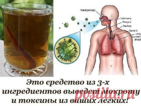 Это средство из 3-х ингредиентов выведет мокроту и токсины из ваших легких! 
Лучшее средство от кашля!
В случае накопления мокроты и слизи в легких — увеличивается риск развития легочных инфекций. 
Потребление токсичных продуктов питания и молочных продуктов способствует кислой среде в организме, что вызывает развитие опасной мукоидной мембраны в кишечнике, а она мешает накапливаться питательным веществам. 
Выделение во время кашля мокроты белого и серого цветов, является признаком ОРЗ. 
Мокр