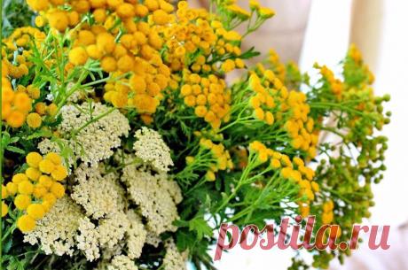 Тысячелистник