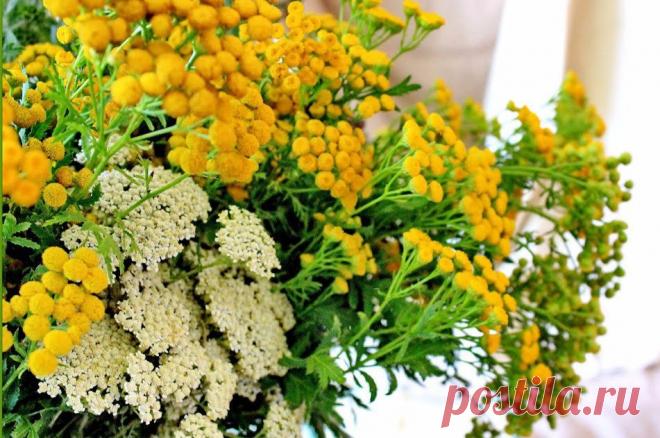 Тысячелистник