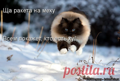 Чем бы дитя не тешилось (котоматрица)