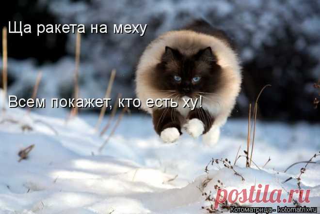 Чем бы дитя не тешилось (котоматрица)