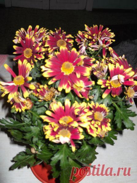 Хризантема — Талгар - городской портал