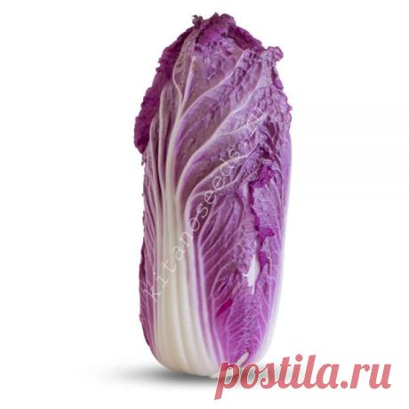 Уникальная пурпурная пекинская капуста KS 888 F1 | Kitano Seeds