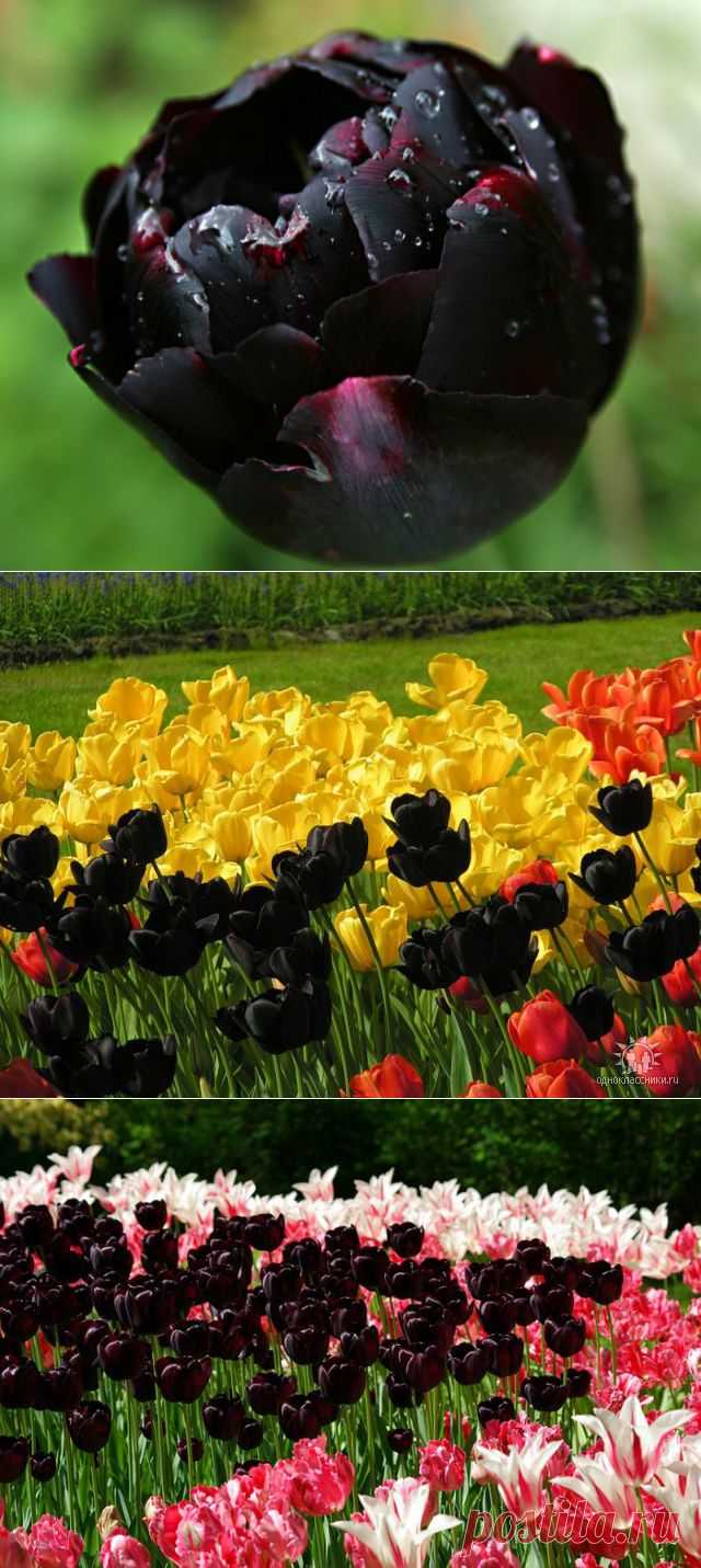 Черный тюльпан
