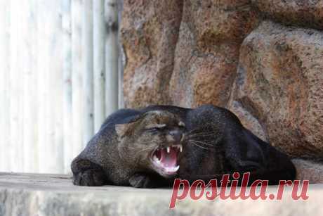 Музей исцеляющих кошек-Фото №1