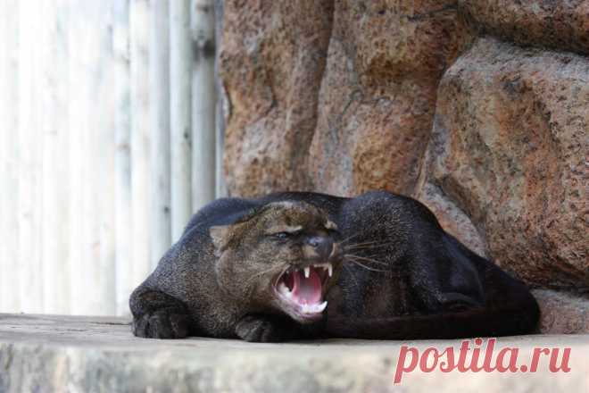 Музей исцеляющих кошек-Фото №1