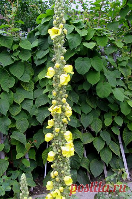 Лечение ларингита народными средствами