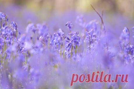 Поистине волшебное зрелище;)) В бельгийских лесах зацвели колокольчики — Фотоискусство