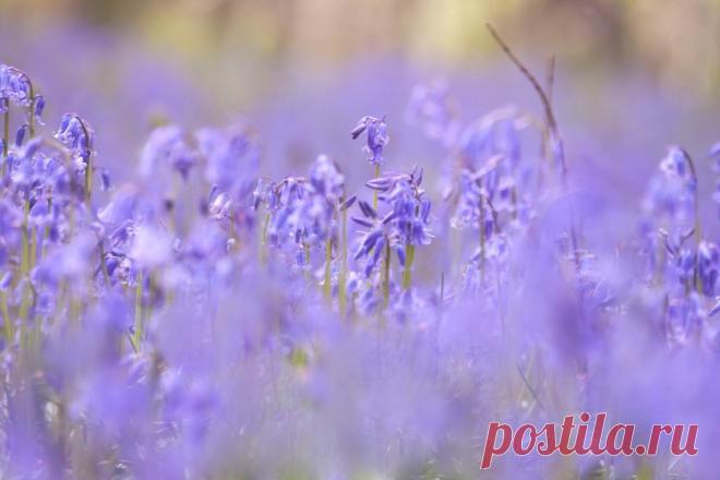 Поистине волшебное зрелище;)) В бельгийских лесах зацвели колокольчики — Фотоискусство