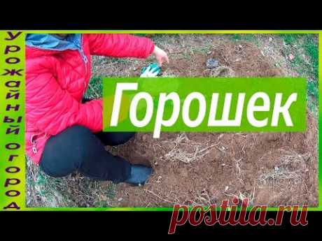 ПЕРЕСАДКА ГОРОШКА ИЗ ОПИЛОК В ГРУНТ!
