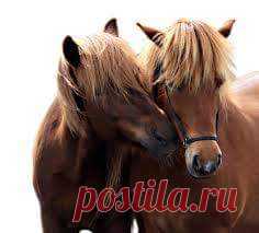 (5) *** КаПрИзУлЬкИ ***