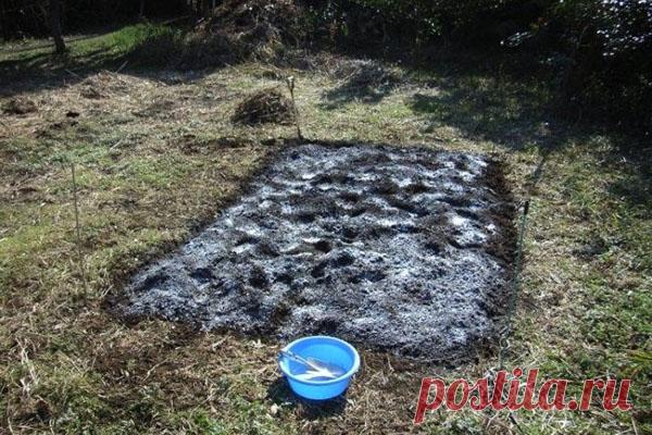 Как и зачем проводят известкование почвы на грядках и в саду