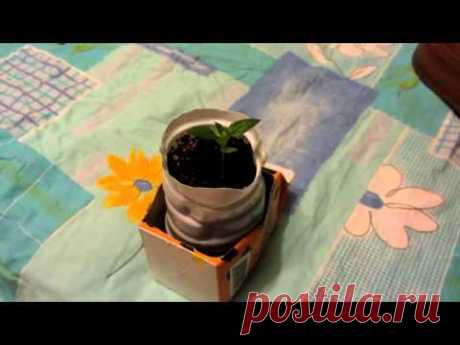 Как посадить яблоню из семечка