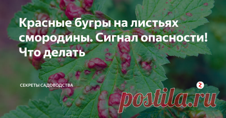 Красные бугры на листьях смородины. Сигнал опасности! Что делать Помогите растению, прежде чем заболевание нанесло кусту большой урон.