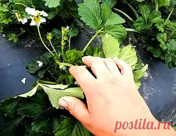 Польза борной кислоты для клубники. Именно благодаря ей можно получить много урожая клубнички - Дизайн и дом - 15 июня - 43587242074 - Медиаплатформа МирТесен