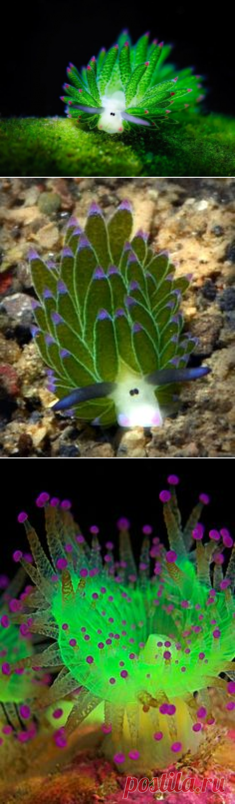 Морской слизняк on Pinterest