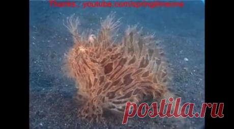 (92) Виктор Морозов - Виктор Морозов поделился видео ดูหนัง 3D และ KPOP.