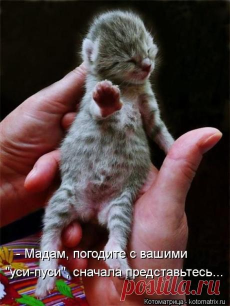 Котоматрица: Круть