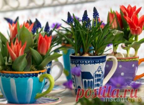 Тюльпаны к 8 марта — Талгар - городской портал