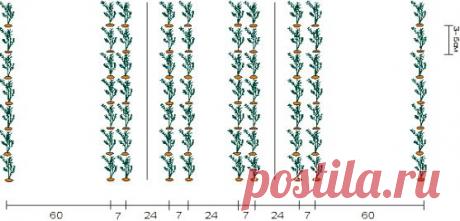 Как вырастить вкусную и ровную морковь » Советы садоводу