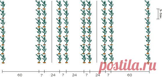 Как вырастить вкусную и ровную морковь &raquo;  Советы садоводу