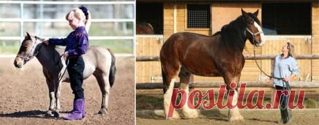 Карлики и гиганты в мире животных