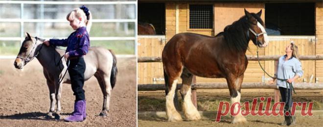 Карлики и гиганты в мире животных