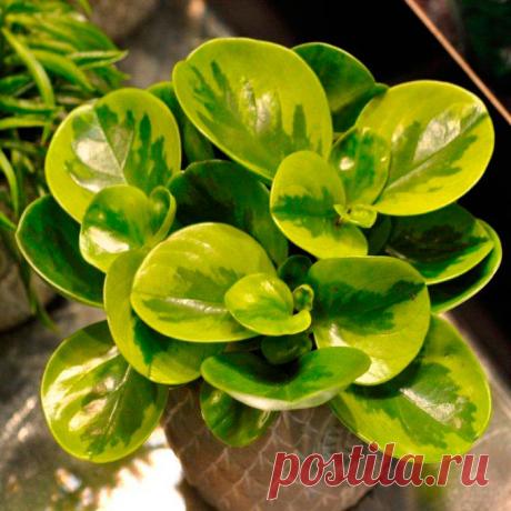 Комнатное растение Пеперомия (Peperomia). Пеперомия - огромный род, включающий около 1000 видов растений. Название рода указывает на сходство с перцем: в переводе с греческого peperi - "перец", homoios - "подобный". Не случайно пеперомии относятся к семейству Перечные. Пеперомии - компактные растения, поэтому в комнатном цветоводстве их используют для заполнения небольших объемов при украшении интерьеров.