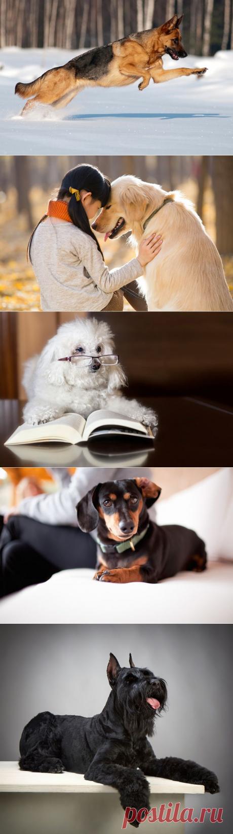 Самые умные собаки: топ 10 пород | статьи рубрики “Дом” | Леди Mail.Ru