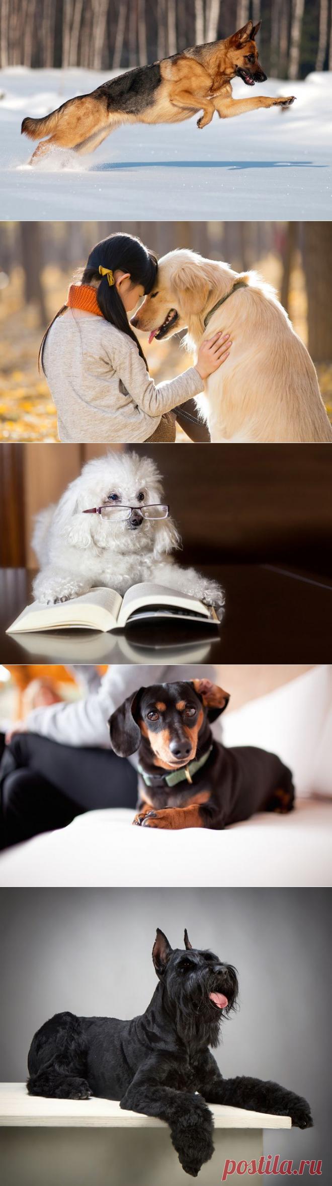 Самые умные собаки: топ 10 пород | статьи рубрики “Дом” | Леди Mail.Ru