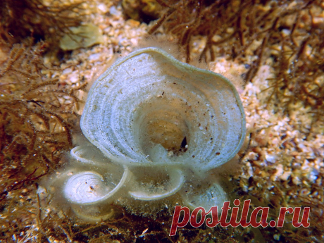 Водоросль Падина павлинья (Padina pavonia).