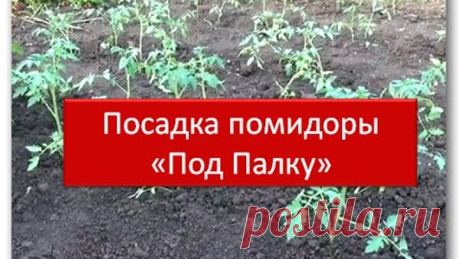 Посадка помидоры "Под Палку". Метод для ленивых. Природное земледелие