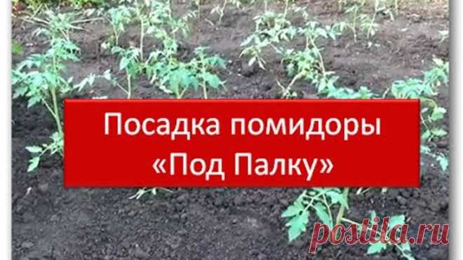 Посадка помидоры 