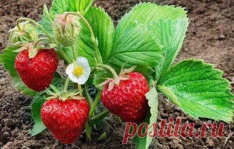 Женский или мужской куст клубники 🍓- как определить? | delanadache.ru🌷  | Яндекс Дзен