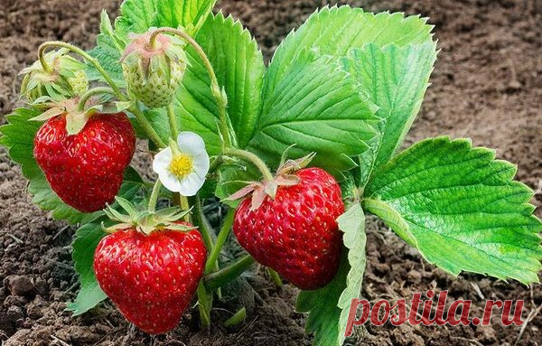 Женский или мужской куст клубники 🍓- как определить? | delanadache.ru🌷  | Яндекс Дзен