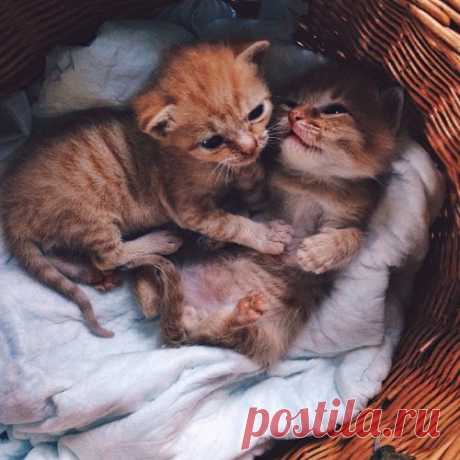 Неразлучные рыжие братья, найденные в саду котятами