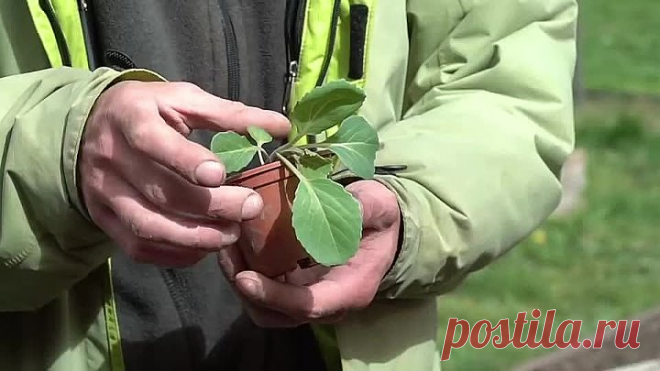 Такая посадка капусты гарантирует максимум урожая и минимум ухода!