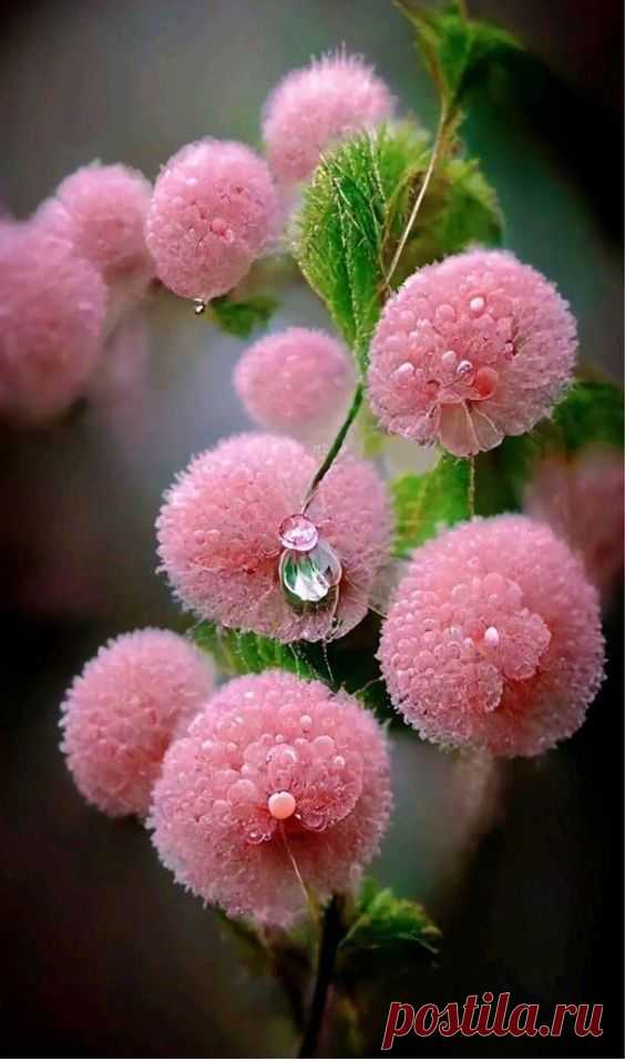 Pinterest